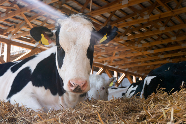 Besonders in der warmen Jahreszeit kommt es zur vermehrten Ausbreitung der Blauzungenkrankheit
