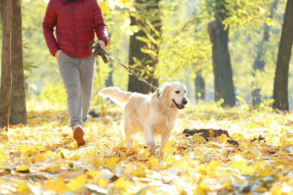 Auch ein Golden Retriever, der eine Widerristhöhe von mindestens 51 Zentimetern mitbringt, ist zusätzlich dem Ordnungsamt zu melden. Foto: belchonock | smarterpix by Panterhemdia
