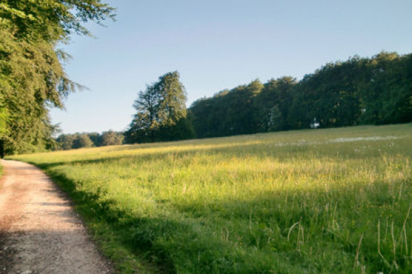 Ochsenheide: Halbtrockenrasen