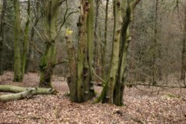 Foto: Totholz am Kahlen Berg