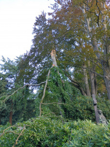 Aus einer großen Buche ist die Krone herausgebrochen.