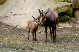 Gams Nachwuchs Copyright: Jörg Buschmann