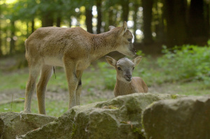 Mufflon Nachwuchs Copyright: Jörg Buschmann