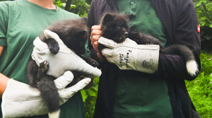 Tierpfleger halten zwei schwarz-braune Silberfuchswelpen auf dem Arm. Sie tragen Schutzhandschuhe