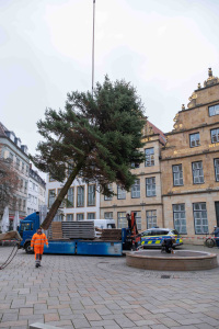 Eine Fichte schwebt an einem Kran über den alten Markt in Bielefeld