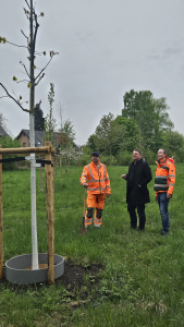  (v.l.) Peter Neuhaus, Bezirksmeister im Umweltbetrieb, Martin Adamski, Dezernent für Umwelt, Mobilität, Klimaschutz, Gesundheit und Sebastian Richter, Leiter der Abteilung Grünflächenunterhaltung und Ausbildung im Umweltbetrieb, begutachten die frisch gepflanzte Rot-Eiche im Grünzug an der Lakemannstraße. Foto: Umweltbetrieb/Stadt Bielefeld