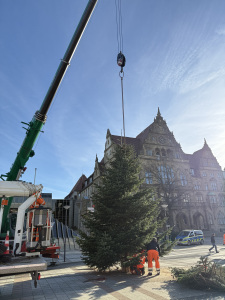Der Weihnachtsbaum wird auf dem Rathausvorplatz aufgestellt.