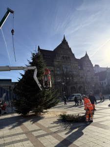 Der Weihnachtsbaum wird auf dem Rathausvorplatz aufgestellt.