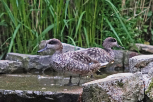 Diese beiden Marmelenten haben jüngst im Tierpark Olderdissen Quartier bezogen. Foto: Steve McAlpine