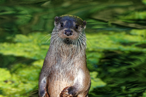 Otter Chris lebt seit 2019 im Tierpark Olderdissen. Foto: Steve McAlpine