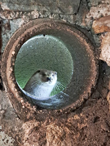 Die Otterdame Elli ist aktuell noch sehr scheu und kann nur mit viel Glück beobachtet werden. Foto: Umweltbetrieb/Stadt Bielefeld
