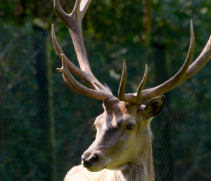 Als erstes ist der Rothirsch in der Brunftzeit im Tierpark Olderdissen aktiv. Foto: Jörg Buschmann.