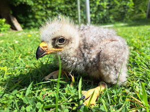 Das Foto zeigt den 16 Tage alten Schwarzen Milan als Jungvogel. Foto: Umweltbetrieb/Stadt Bielefeld
