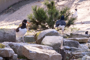 Die Eltern des kleinen Austernfischers sind 2023 in die neue Strandvoliere eingezogen. Foto: Umweltbetrieb/Stadt Bielefeld