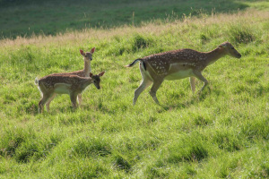 Damwild-Nachwuchs im Tierpark Olderdissen. Foto: Umweltbetrieb/Stadt Bielefeld