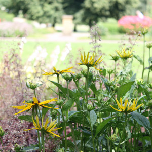 Nahaufnahme von Blumen im Bürgerpark