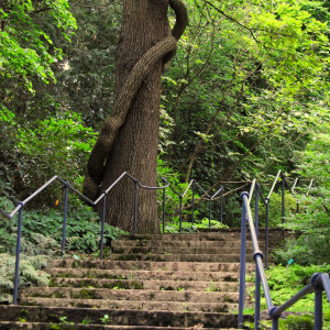 Treppenaufgang im Botanischen Garten mit Bäumen.