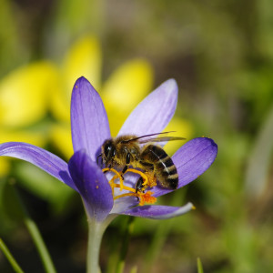 Biene sitzt auf einer Krokus-Blüte und sammelt Nektar