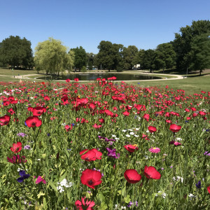 Blumen vor dem Teich im Bürgerpark