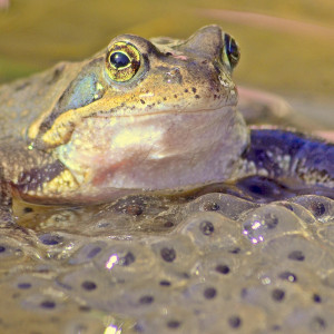 Nahaufnahme von einem Frosch im Botanischen Garten.