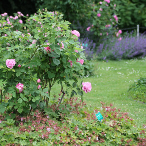 Historische Rosensorten im Nordpark