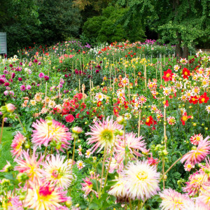 Blumenbeet mit Dahlien im Nordpark