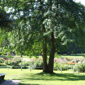 Blumenbeete und Bäume im Nordpark