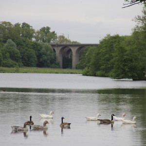 Viadukt mit Gänsen