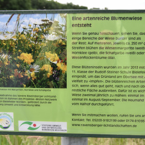 Eine artenreiche Blumenwiese entsteht