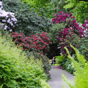 Rhododendron-Bestand im Botanischen Garten