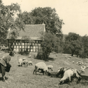 Altes Foto vom Tierpark Olderdissen um 1950