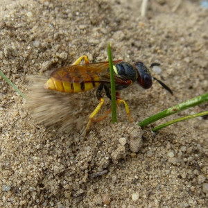 Bienenwolf, Fotografin: Marieluise Bongards