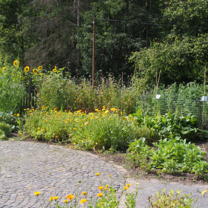 Beete im Gemüsegarten