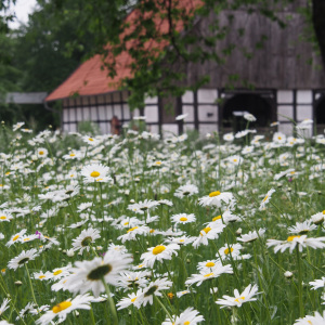 Remise/ Schafstall mit Blumenwiese