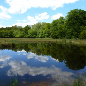 Teich in der Naturerfahrungsfläche Sennecamp