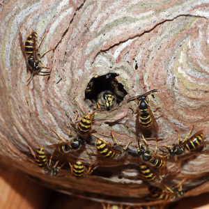 Ein Blick ins Nest von unten, der Eingang wird immer bewacht | Foto: Thomas Bierbaum