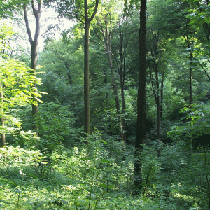  Wald bei Tiefschlingen; © Stadt Bielefeld Umweltamt