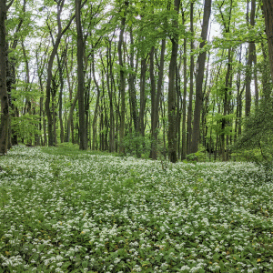 Blömkeberg mit Bärlauchteppich im Frühjahr; © H. Wünscher (CC BY-NC)