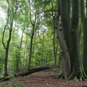 Totholz am Kahlen Berg; © Stadt Bielefeld Umweltamt