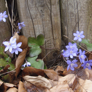 Leberblümchen; © Stadt Bielefeld Umweltamt