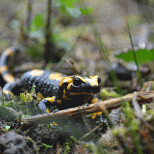 Feuersalamander; © Stadt Bielefeld Umweltamt