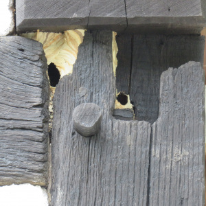 Hornissennest hinter einer Fachwerkfassade