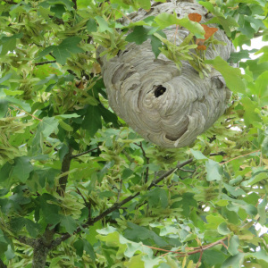 Freinister hoch im Baum