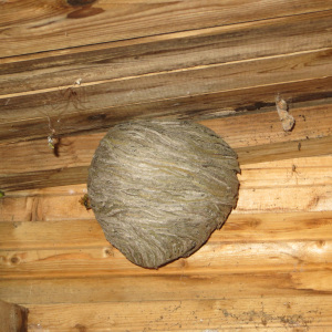 Ein Nest im hellen Schuppen. Die Zitterspinnen freuen sich!