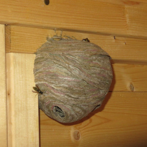 Ein Nest in einer hellen Gartenhütte