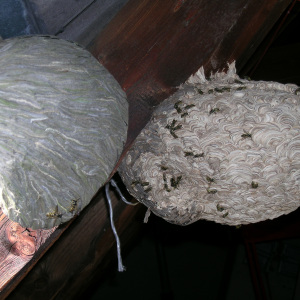 Links ein Nest der Sächsische Wespe, rechts daneben ein Nest der Deutschen Wespe  | Foto: Rainer Neuber