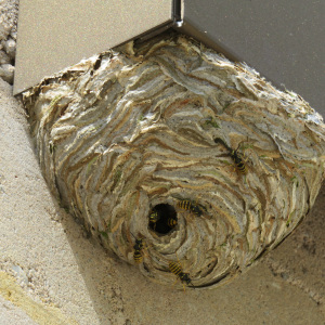 Der Neststandort muss von oben geschützt sein | Foto: Thomas Bierbaum
