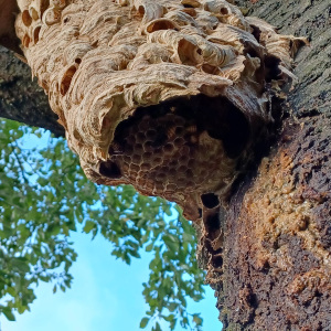 Hornissen-Nest, Foto Peter Linge