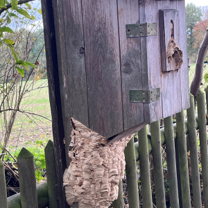 Foto:Alber Bauer, Hornissen-Nest am Vogelkasten