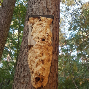 Hornissen-Nest im Vogelkasten am Baum, Foto: Thomas Pupkulies